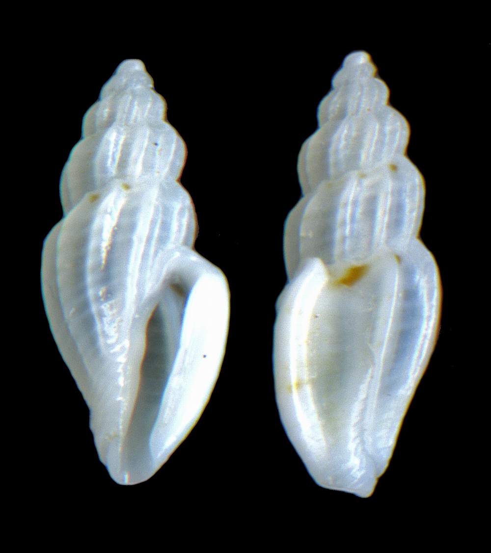 Mangelia mm 5,8 x 2,6